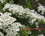 I love to touch spirea "Grefsheim" flowers! 