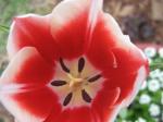 Inside of red & white tulip