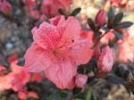 Azalea Petite (Salmon)