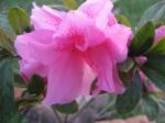 Azalea - Pink Ruffle