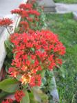 Kalanchoes