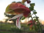 Shrimp Plant