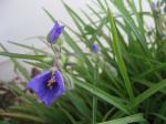 Spiderwort