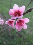 Japanese Peach