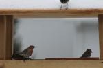 House finches...