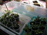 petunias in box & seeds behind on table