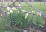 Toni's Dutch Irises