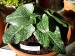 Arum pictum PrimroseWarburg