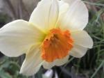 Narcissus Hybrid 3