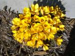 crocus at the neighbors house