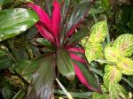 coleus and cordyline