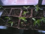 Tomatoes (Container)
