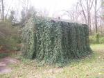 Vine covered shed