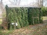 Vine covered shed 2