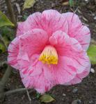 Candy Striped Camellia. First bloom.