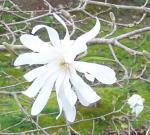 Star Magnolia.