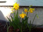 Daffs are up and blooming