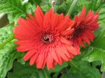 Gerbera Daisy