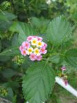 Lantana