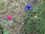 A rose and a purple iris!