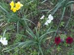 Freesia and petunias