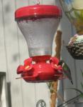 Hummingbird - first of 2012