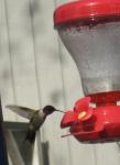 Hummingbird - first of 2012_closer