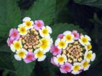 Lantanas - close up