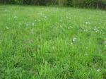 field of weeds