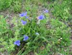 spiderwort