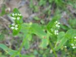 weed - white.. looks like Alyssum