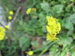 weed - yellow clusters