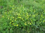 Weeds - yellow patch