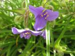 Spiderwort