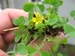 Weed -- clover with yellow flowers