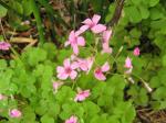 Shamrock with pink flowers