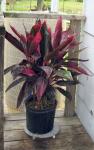 Red Sister Cordyline