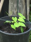 Moon Flower Seedling