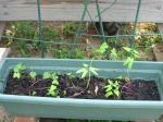 Morning Glory Seedlings