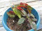 Polka Dot Plant and Angel Wing Begonia