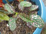 Polka Dot Plant - close-up