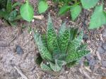 Aloe or Haworthia?