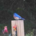 A bluebird blew in today.