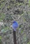 another view of the blue bird