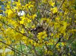 Building nest in the forsythia.