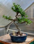 Crab Apple Bonsai 