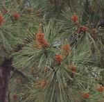 Pinus halwpensis 