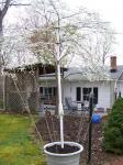 My umbrella trellis with several budding trees behind. I loved the colors.