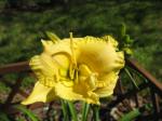 Daylily - Paris Lace