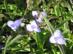 Bee on Spiderwort